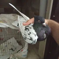 کبوتر کله ای|پرنده|اهواز, شهرک دانشگاه|دیوار