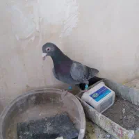 کبوتر پولکی مینا