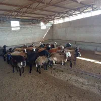 فروش گوسفند داشتی|حیوانات مزرعه|خلیل شهر, |دیوار