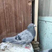 پلاکی|پرنده|فولادشهر, B7|دیوار