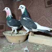 کاشانی‌بشرط‌پرش‌30عدد