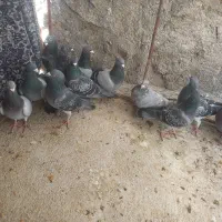 کبوتر کفتر سبز و کوهی و خطی|پرنده|کوه چنار, |دیوار