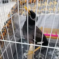 مینا 1 ساله|پرنده|مشهد, ابوذر|دیوار