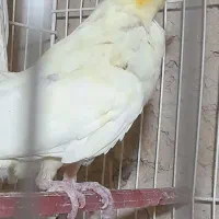 عروس هلندی|پرنده|قوچان, |دیوار