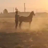 اسب
