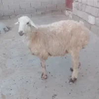 میش دودندون سینه کرده
