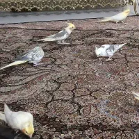 عروس هلندی و قفس بزرگ|پرنده|تهران, طیب|دیوار