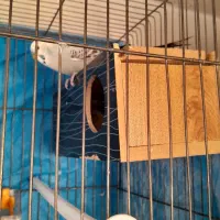 مرغ عشق|پرنده|بروجن, |دیوار