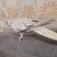 عروس ایزابلا|پرنده|بجنورد, |دیوار