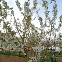 باغ در شربیان|فروش خانه و ویلا|مهربان, |دیوار