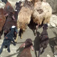 شیشک ۳شیره میش بره بره بزرگ نره وما