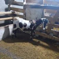 بز پاکستانی|حیوانات مزرعه|زاوه, |دیوار