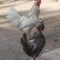 خروس محلی دورگه گلین