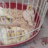 جوجه پرنده عروس هلندی