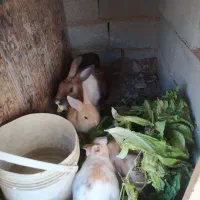 خرگوش|موش و خرگوش|تهران, اتحاد|دیوار