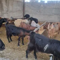 بز  داشتی|حیوانات مزرعه|فسا, |دیوار