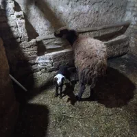 میش و بره
