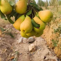 کود فرآوری شده|خدمات باغبانی و درختکاری|قزوین, |دیوار