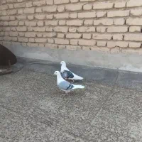 نروماده پلاکی