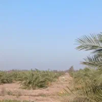 باغ فروشی