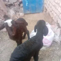 فروش بره شیری|حیوانات مزرعه|سمنان, |دیوار