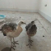 طاووس|پرنده|بیرجند, |دیوار