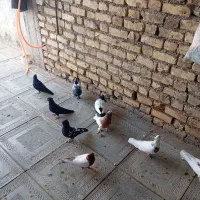 کبوتر|پرنده|داراب, |دیوار