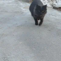 گربه پرشین فوق العاده بازیگوش