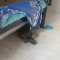 میکس توله اشتپیز پامر