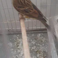 سهره گلسر و زرد پرلیمویی