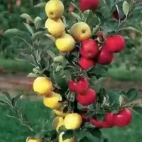 باغبانی درختکاری هرس،سمپاشی خدمات فضا سبزنهال تیلر