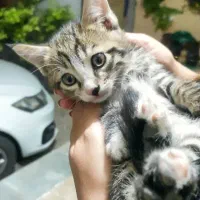 واگذاری ۳گربه خونگی زیبا فقط به خانواده متعهد