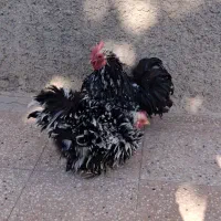 مرغ وخروس فرتزئینی|حیوانات مزرعه|تربتحیدریه, داروپخش|دیوار