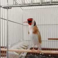 سهره جوجه سهره
