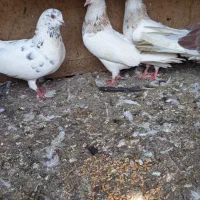 ده عدد کبوتر رنگی و یک عدد آلمانی