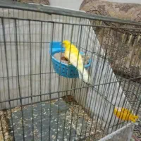 قناری باتخم‌وسه تاطلایی