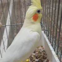 یک جفت عروس هلندی|پرنده|اهواز, پردیس|دیوار