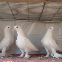کبوتر سفید