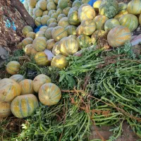 خربزه درجه یک