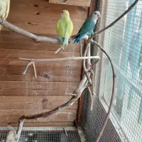 طوطی برزیلی|پرنده|کرمانشاه, |دیوار