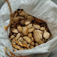 بادام شیرین|خوردنی و آشامیدنی|تکاب, |دیوار