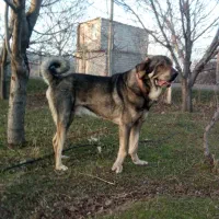 سگ عراقی ....