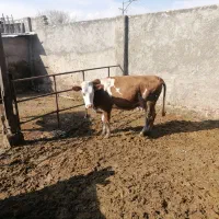 یک راس نخری سیمنتال