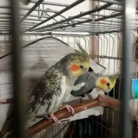 عروس هلندی معاوضه