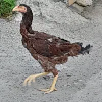 مرغ لاری