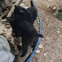 توله نر قدری جونی زیبا|سگ|برازجان, |دیوار