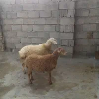 دو عدد کاور مغان یک عدد نر یک عدد ماده|حیوانات مزرعه|سنقر, |دیوار