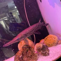 مانستر فیس گار یا الیگیتور یا سرسورماری