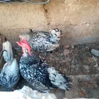 مرغ وخروس مینیاتوری تخم کنی