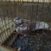 ماهی|ماهی|یزد, |دیوار